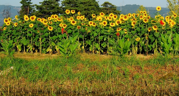 해바라기과일 이미지