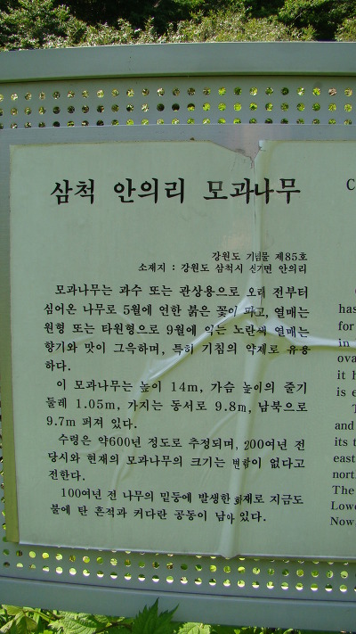 안의리 모과나무
