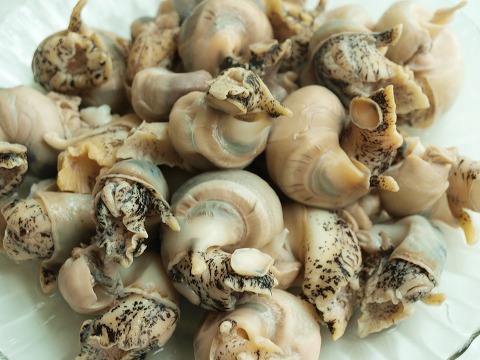 [6월 맛보기 체험단] 신시장 옴백님의 동해안 자연산 살고동(중)