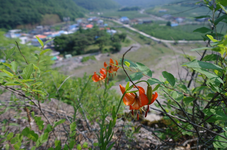춘산 이미지