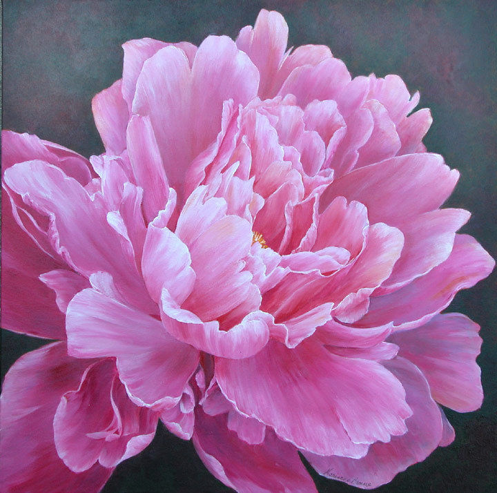 peony 이미지