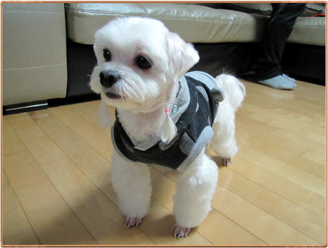 아나싸장댁에 칠복이가 오다~! ㅋ