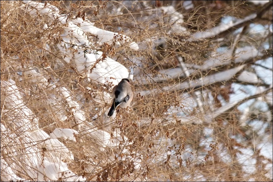 멋장이새