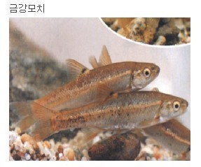 민물나라 이미지