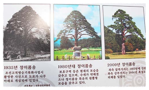 정이품 이미지