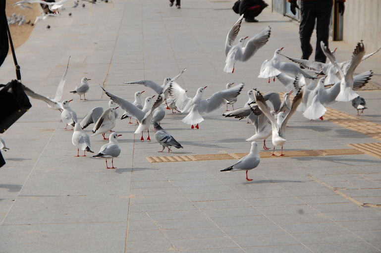 금수복국 해운대 본점  (부산 여행중에)