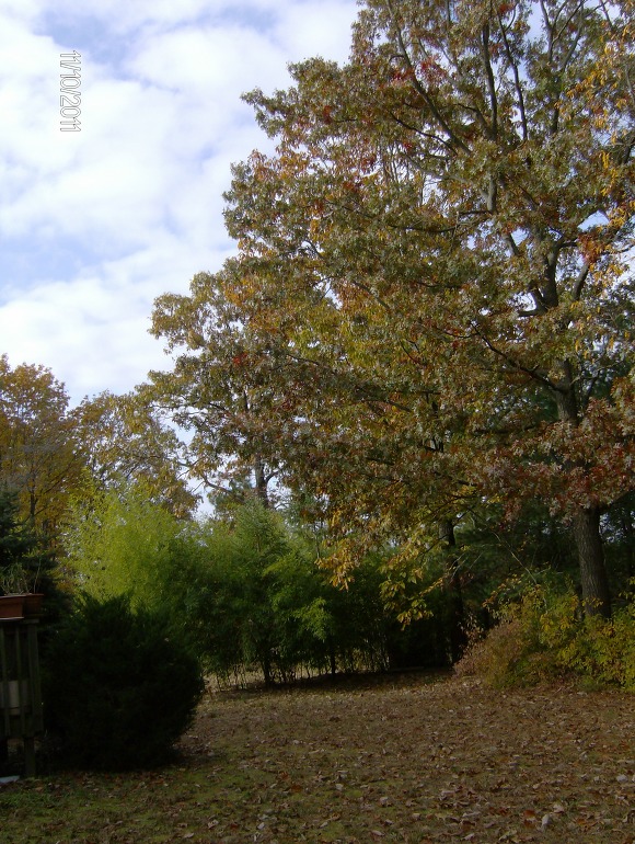 2011 가을의 어느날