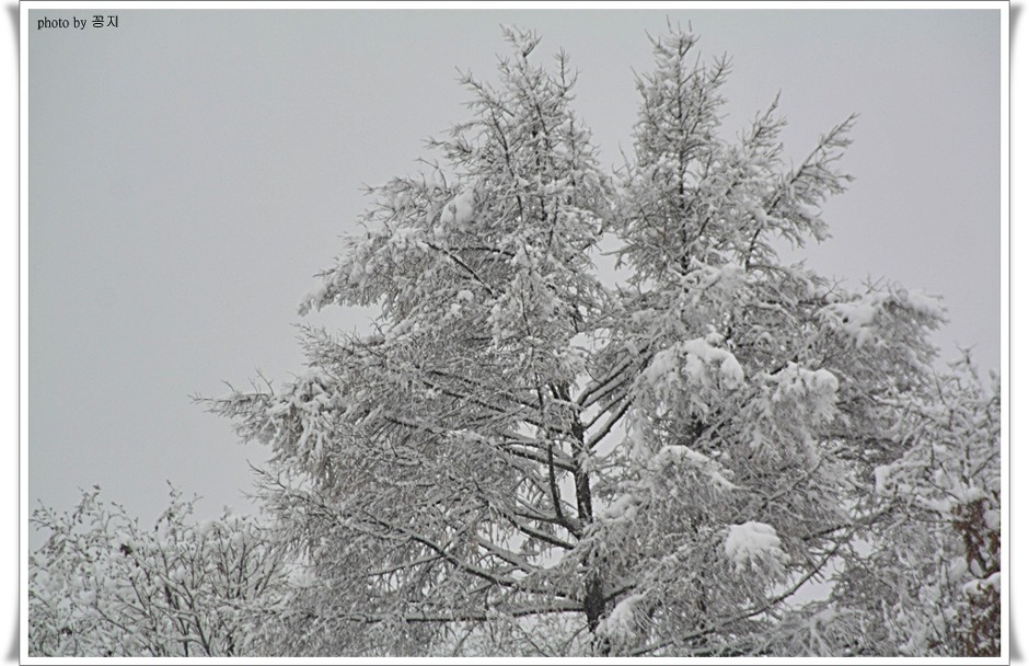 펀치볼에 폭설.........