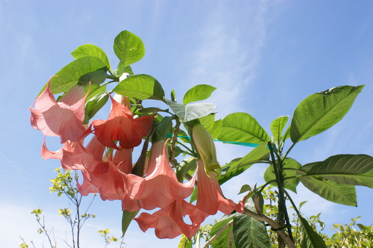 2024CF454DDEADF5152E2E