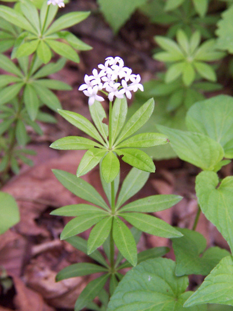 꼭두서니과 비교 - 개갈퀴 큰잎갈퀴