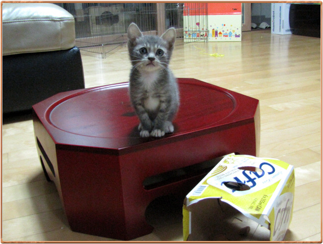 아나싸장댁에 칠복이가 오다~! ㅋ