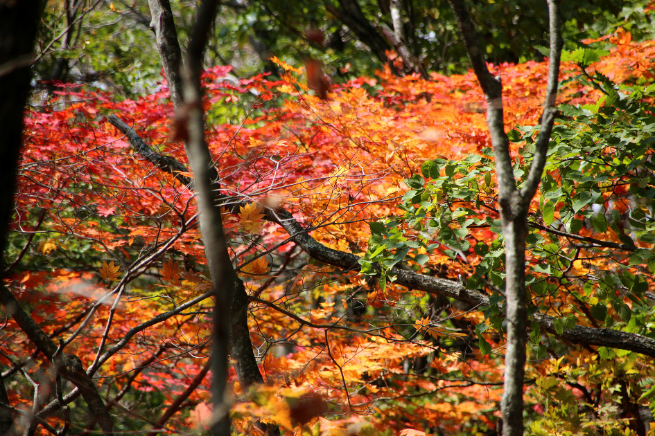 오대산 환종주(15.10.3)로 깊어가는 가을을 엿보다
