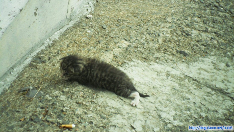 고양이 새끼