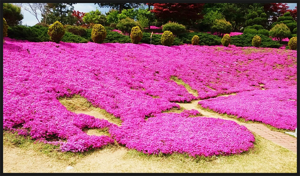 동산잔디 이미지