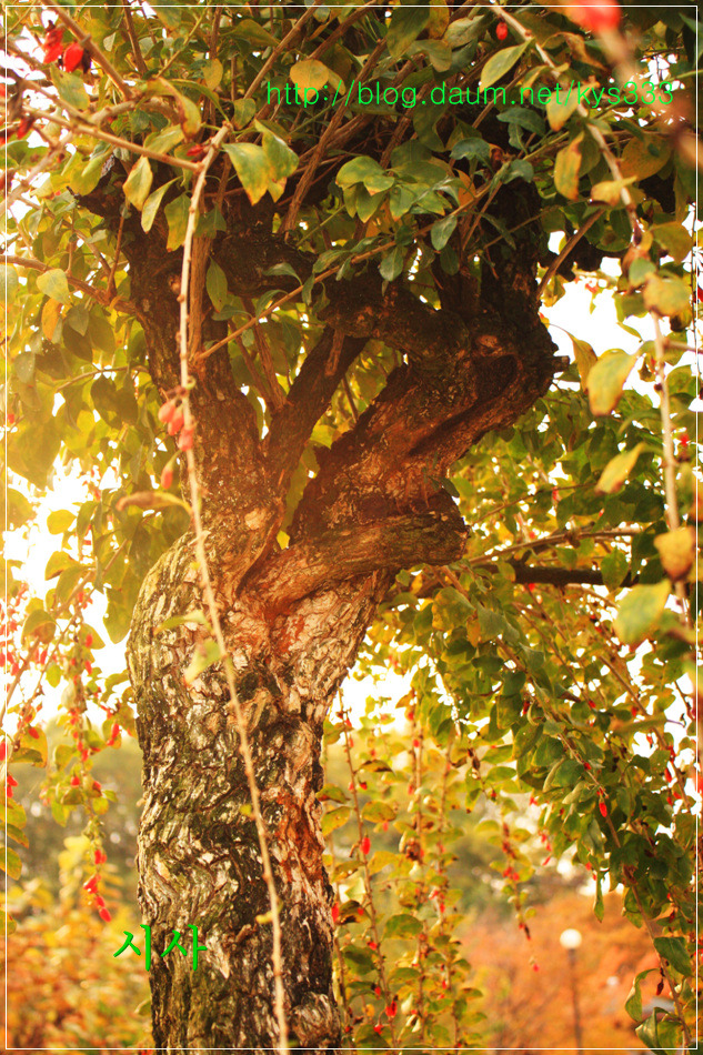 청양 구기자 시험장