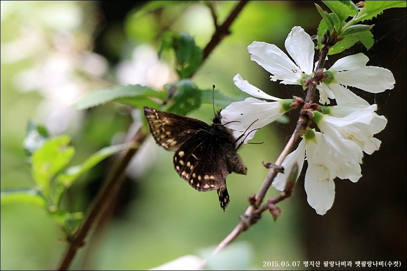 사향봉의  나비들(2015.05.07)