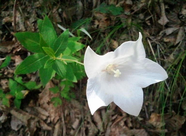 2238D13755C2AB7A13F581