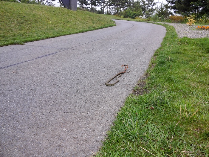 유혈목이 개구리 사냥후 식사장면 포착...