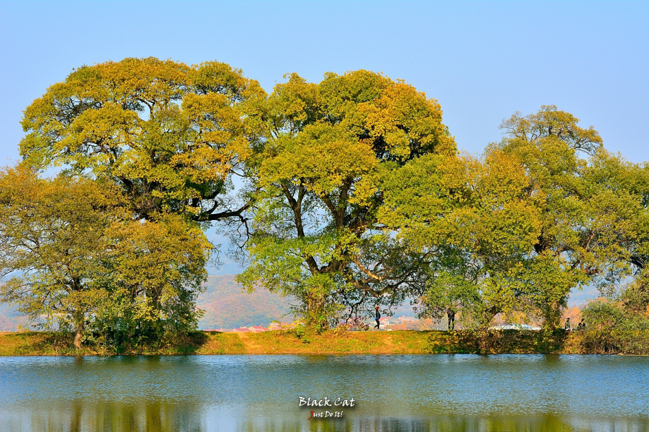 마음이 머물러 길이되다(DAY 121)-경산 반곡지 가을