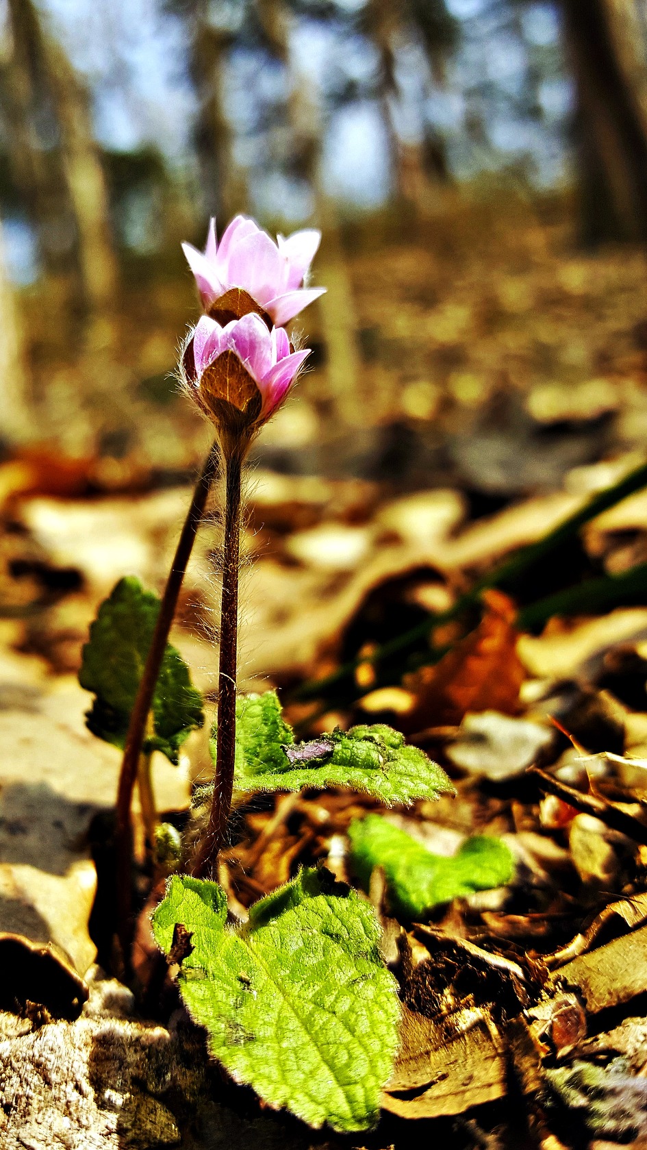 갤럭시 노트5로 담은 영광불갑산 변산바람꽃, 노루귀(포토뉴스코리아 3월 출사)