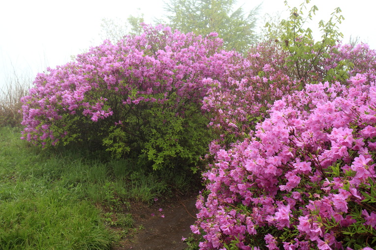 * 지리산 바래봉 산행기 
