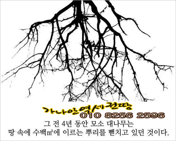 역세권 투자와  모소 대나무의 (퀀텀리프 ∞ 퀀텀점프,) 폭풍성장 이야기 