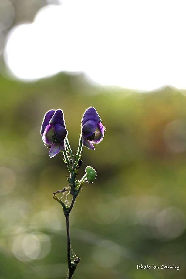투구꽃, 당잔대