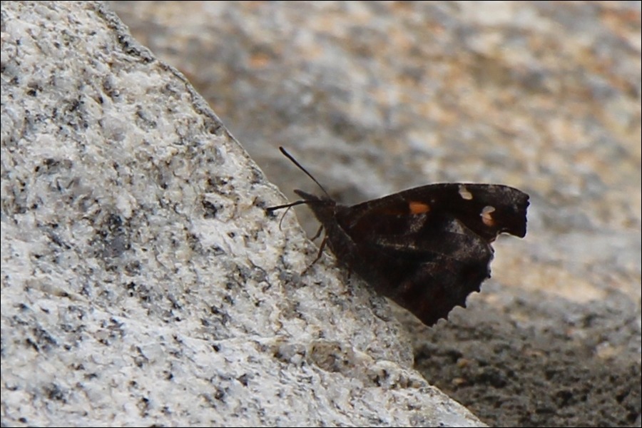 치악산에서 나비들...(2013.06.23)