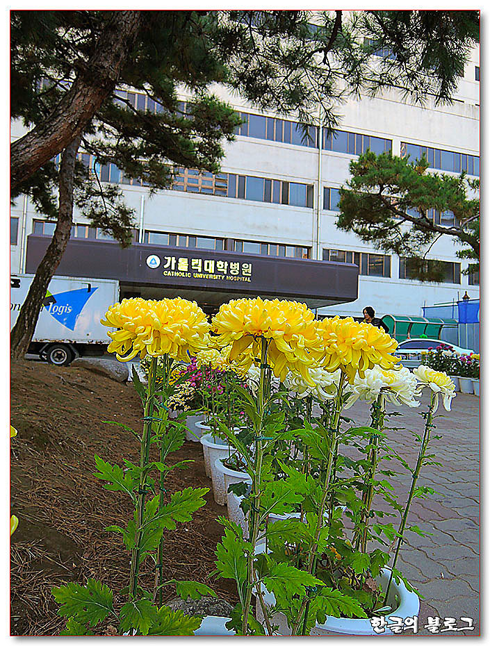 고주파전극도자절제술(고주파도자절제술) - 부정맥 치료(가톨릭대학병원)