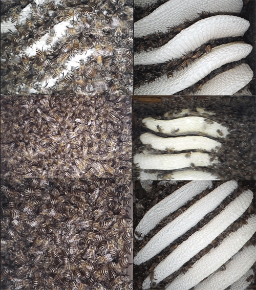 토종벌 속실리 봉장의 하루 (낮 놀이)