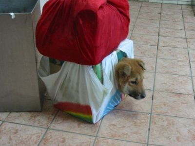 명태한마리 이미지