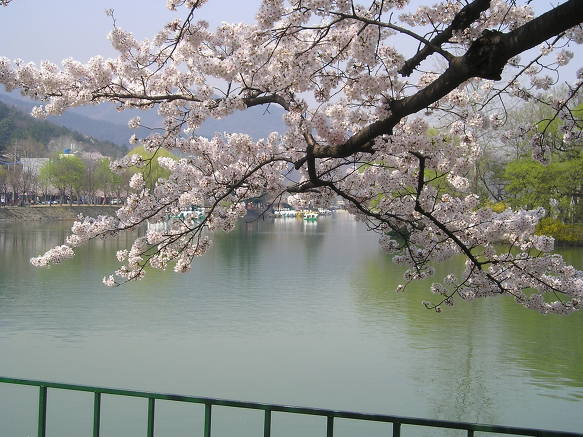 상화 이미지