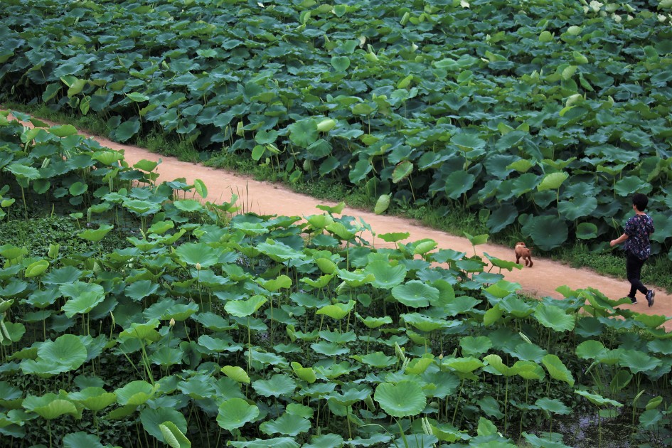 여름비가 내릴것 같나요,그럼 바로 연꽃밭, 시흥시(관곡지) 연꽃테마파크