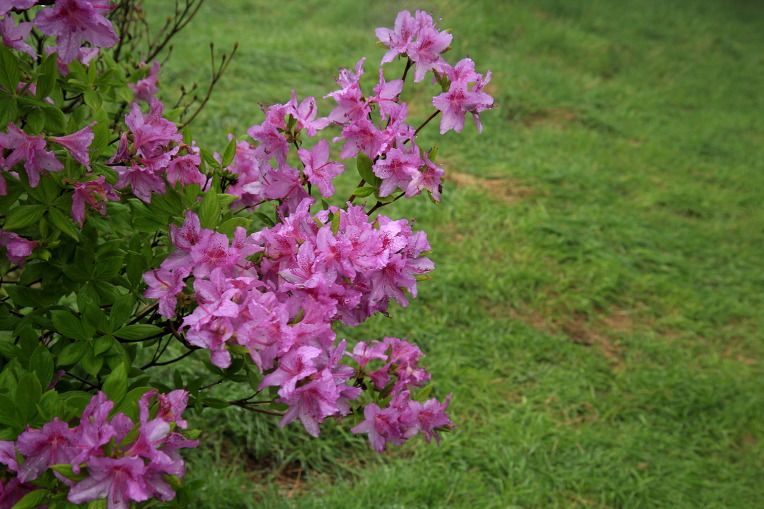 * 지리산 바래봉 산행기 