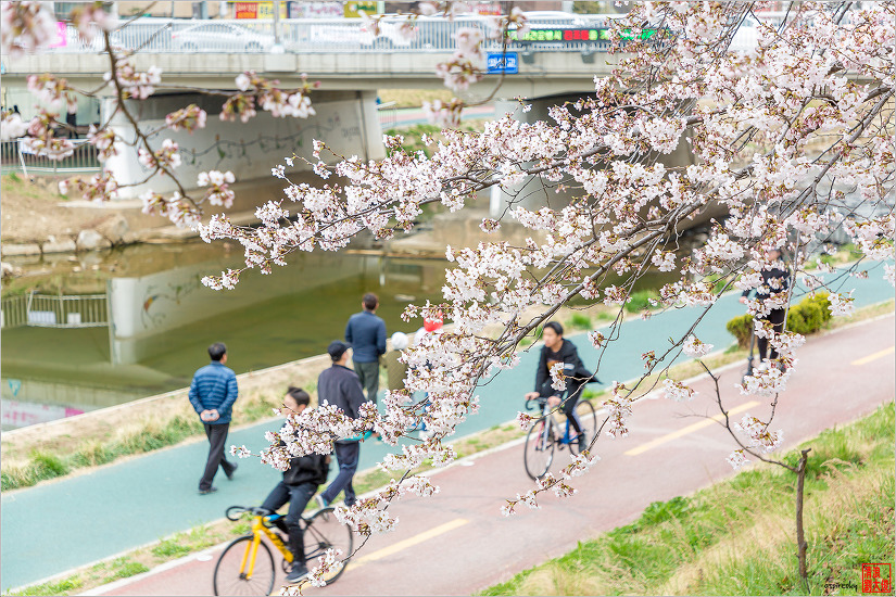 불광천 벚꽃축제 (2019.04.5~6)