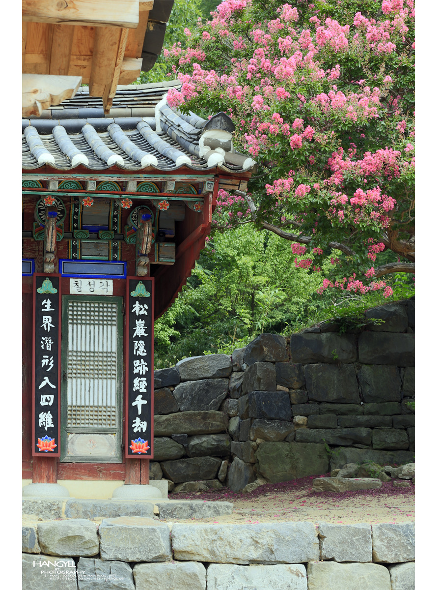 천년 사찰의 배롱나무꽃