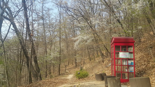 2019 청주벚꽃 즐기기(4/4~)