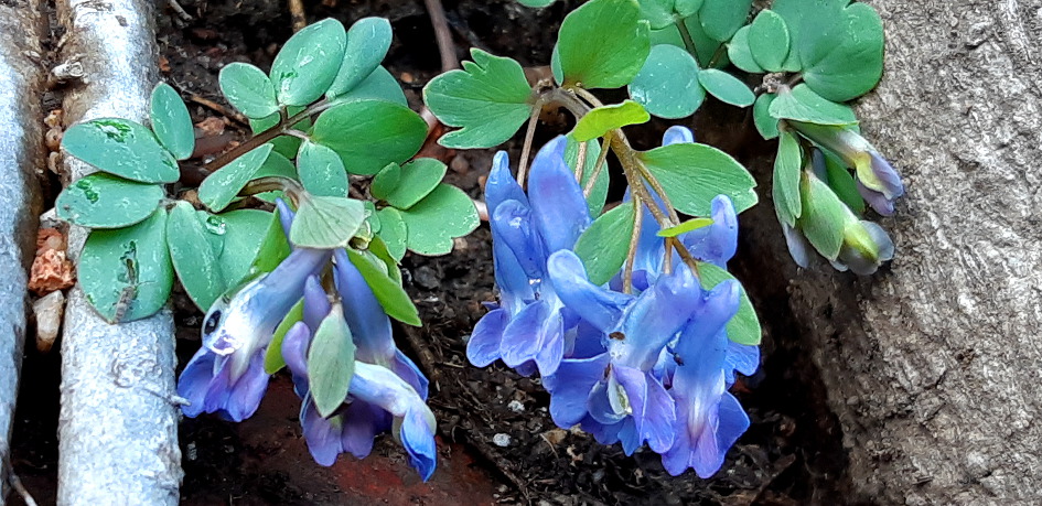  설악산 토왕골의 이른 봄을 보고 왔습니다.