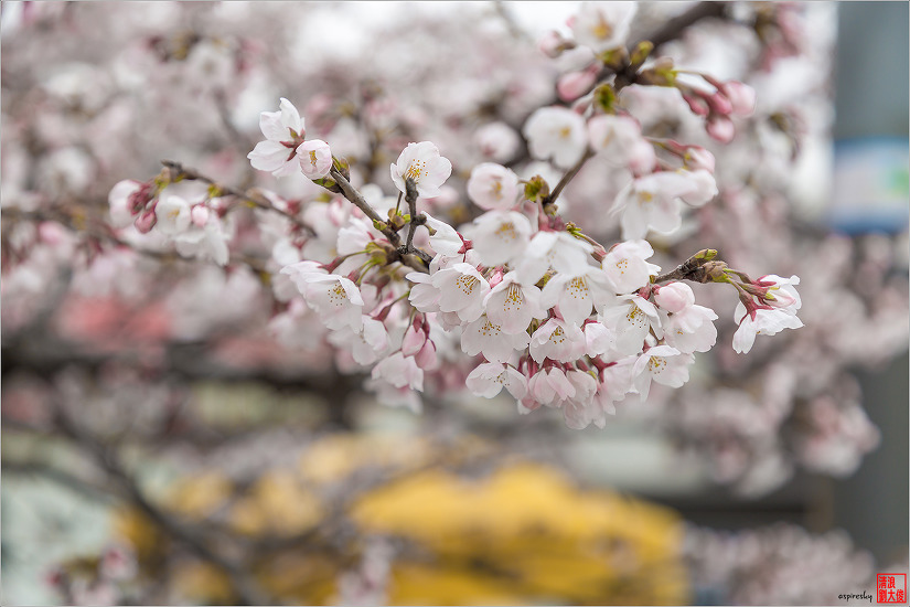 불광천 벚꽃축제 (2019.04.5~6)