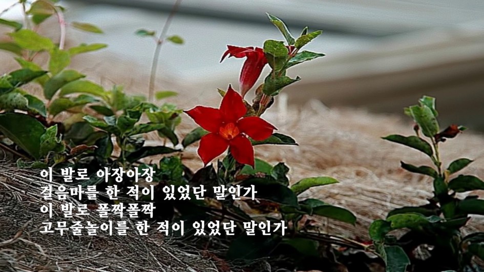 늙은 어머니의 발톱을 깎아드리며 -  이승하(낭송: 도종환)