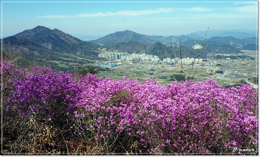 진달래꽃 철쭉꽃 필 때를 기다리며