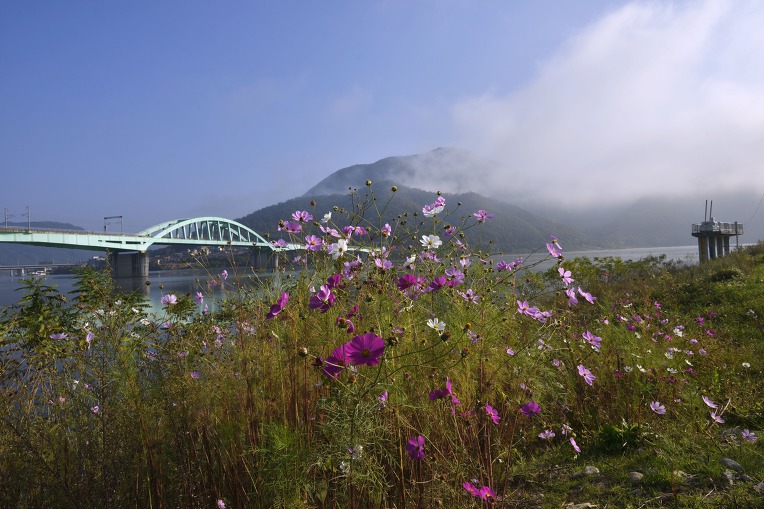 가을 바람에 구절초가 