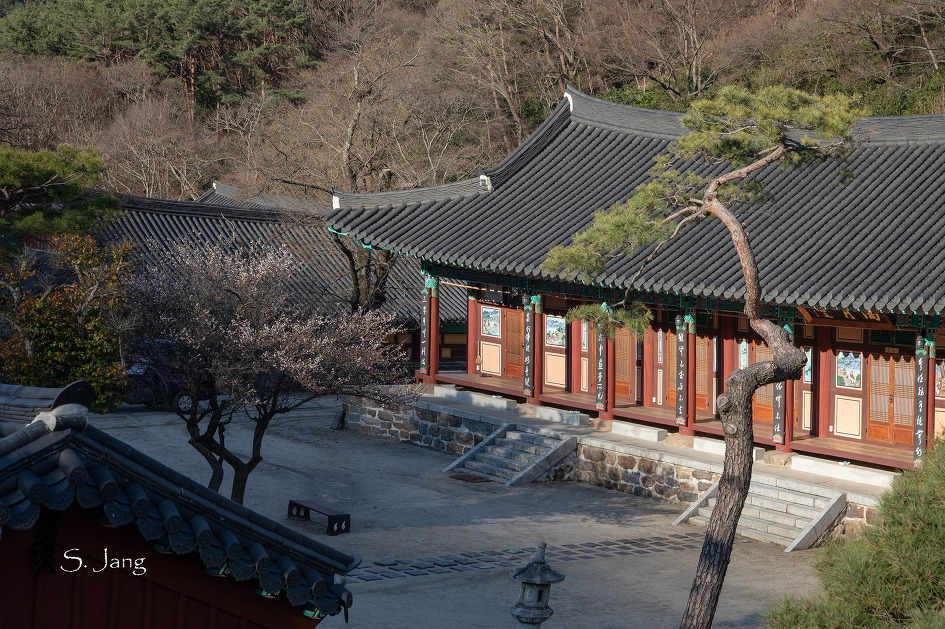 화엄사 홍매화