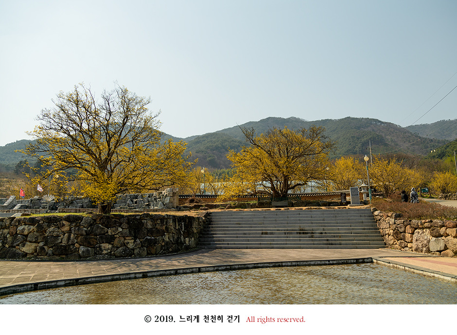 구례 현천마을의 노란 봄빛과 천년의 나무 계척마을 산수유시목지