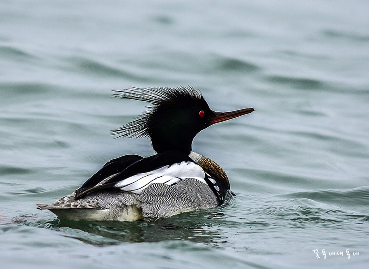 <바다 비오리>미워하지 말고 잊어버려라