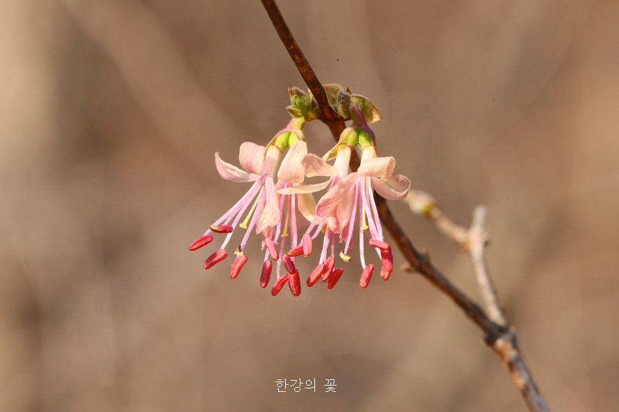 청계산 야생화탐사