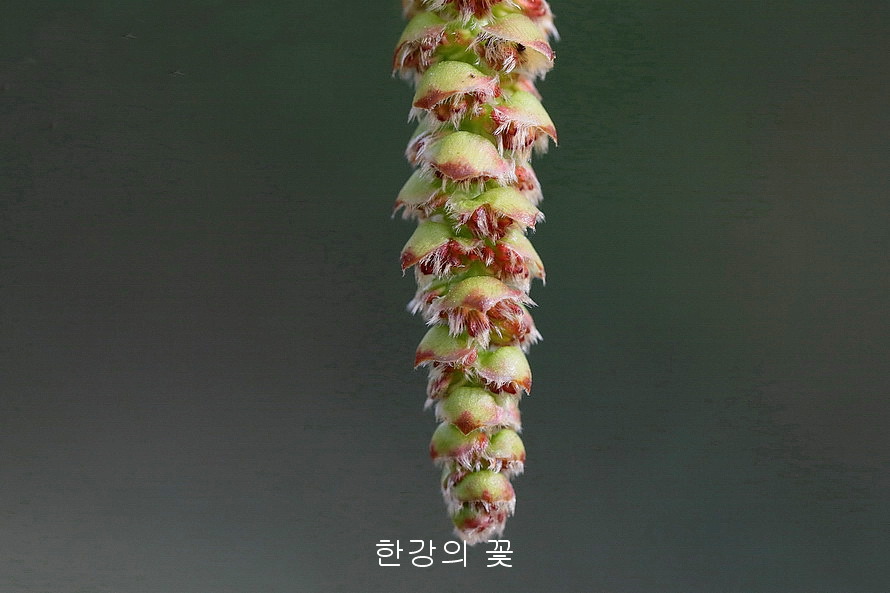 개서어나무