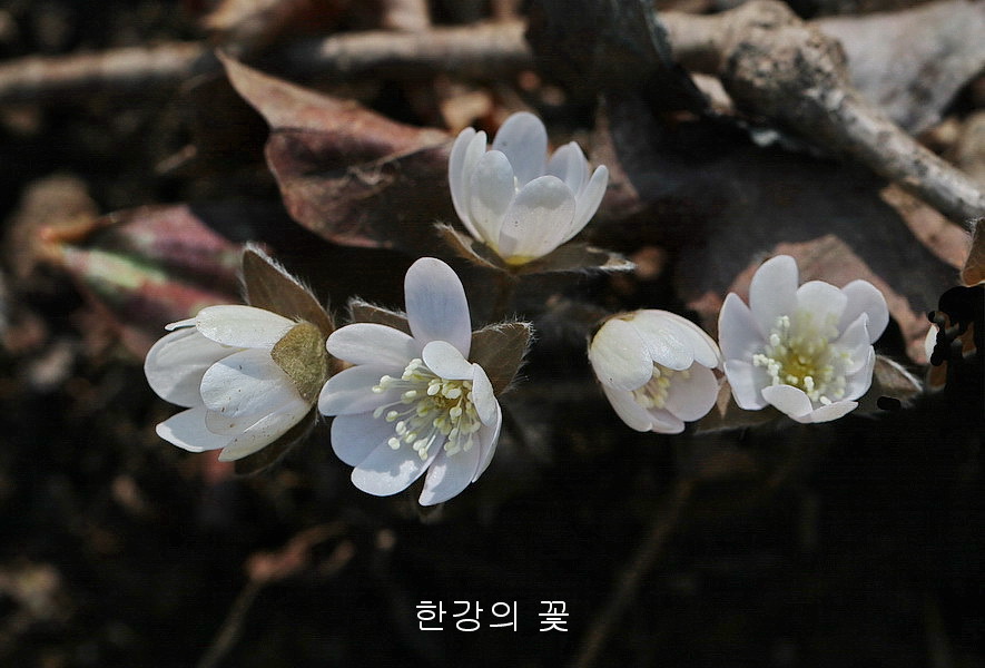 흰노루귀