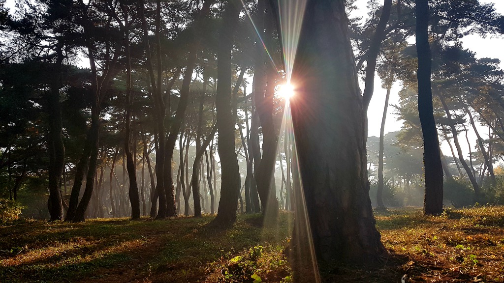 [삼릉소나무숲 휴대폰 사진] 삼릉솔밭에서 휴대폰 촬영을 하다 / 토함