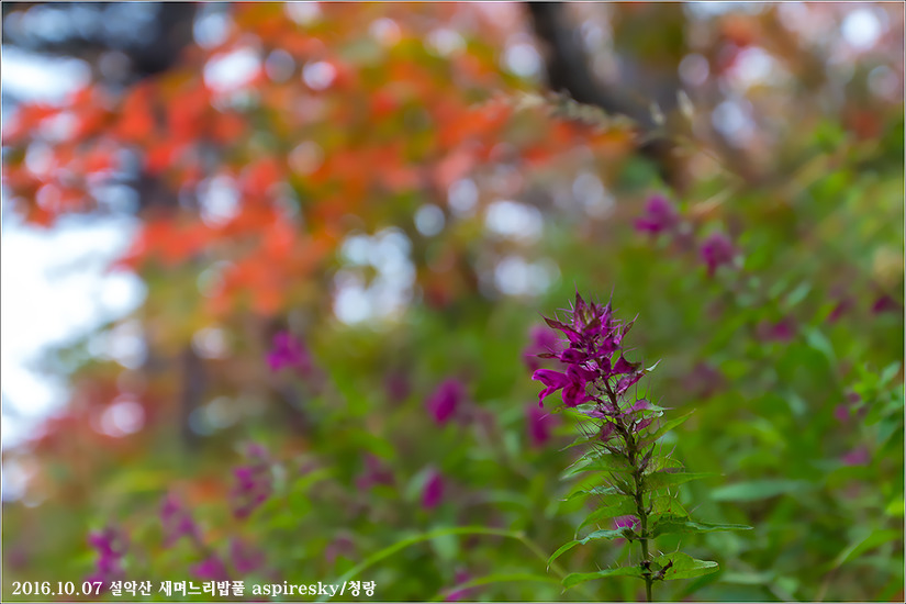현삼과 며느리밥풀(Melampyrum : 메람피룸)속 알아보기